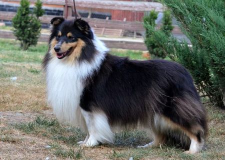 Art Felicity Dolce Gabana